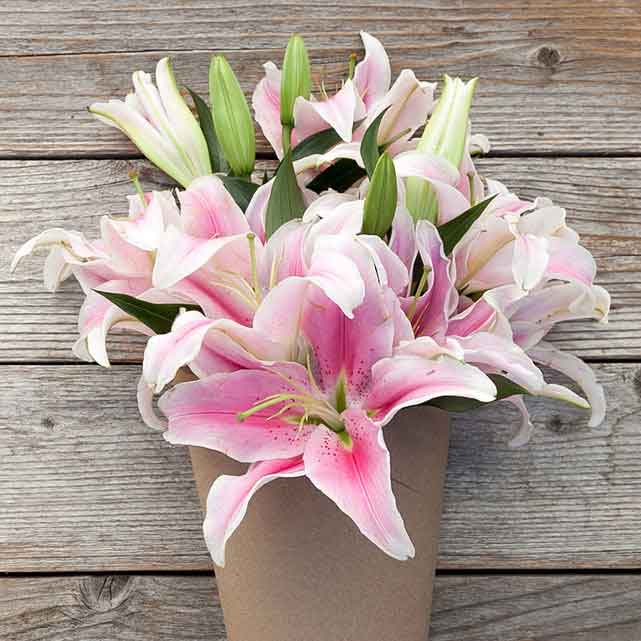 Pink and white oriental lilies