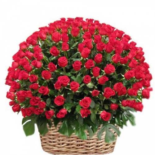100 red rose basket